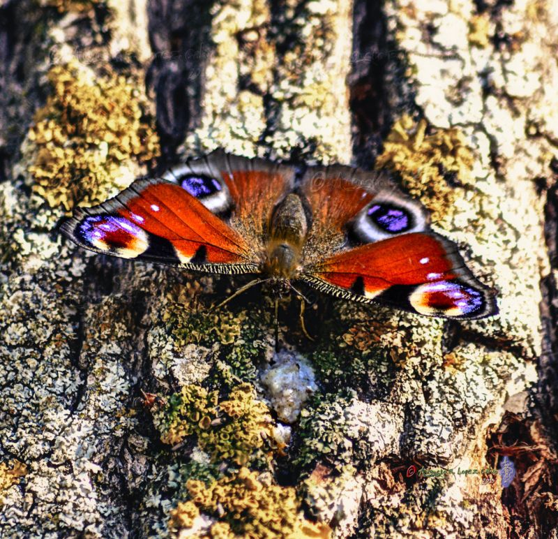 Inachis io libando con las alas abiertas (MA) Reducc.jpg